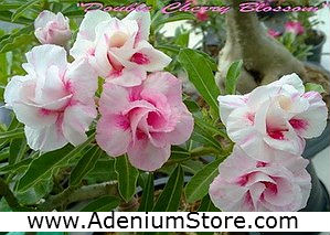 (image for) New Rare Adenium \'Double Cherry Blossom\' 5 Seeds